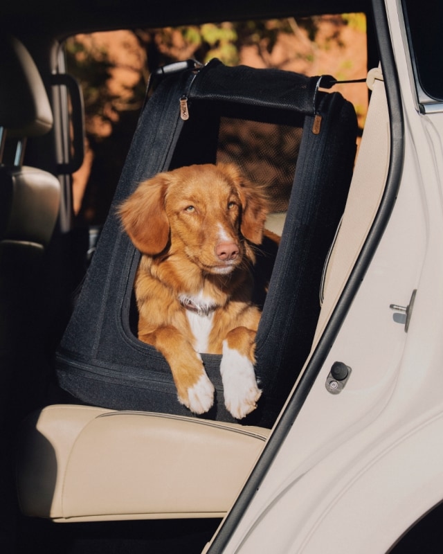 Sicurezza dei pet: il grande non detto dei viaggi con gli animali