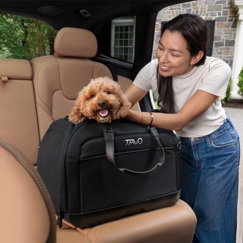 Sicurezza dei pet: il grande non detto dei viaggi con gli animali