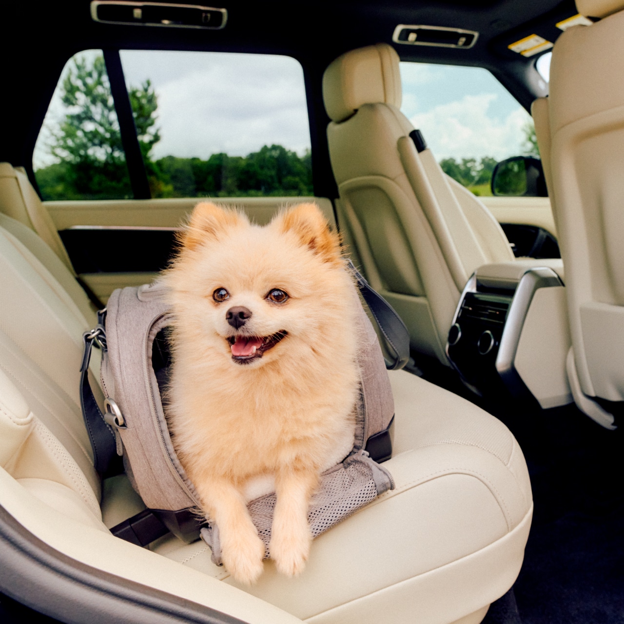 Sicurezza dei pet: il grande non detto dei viaggi con gli animali