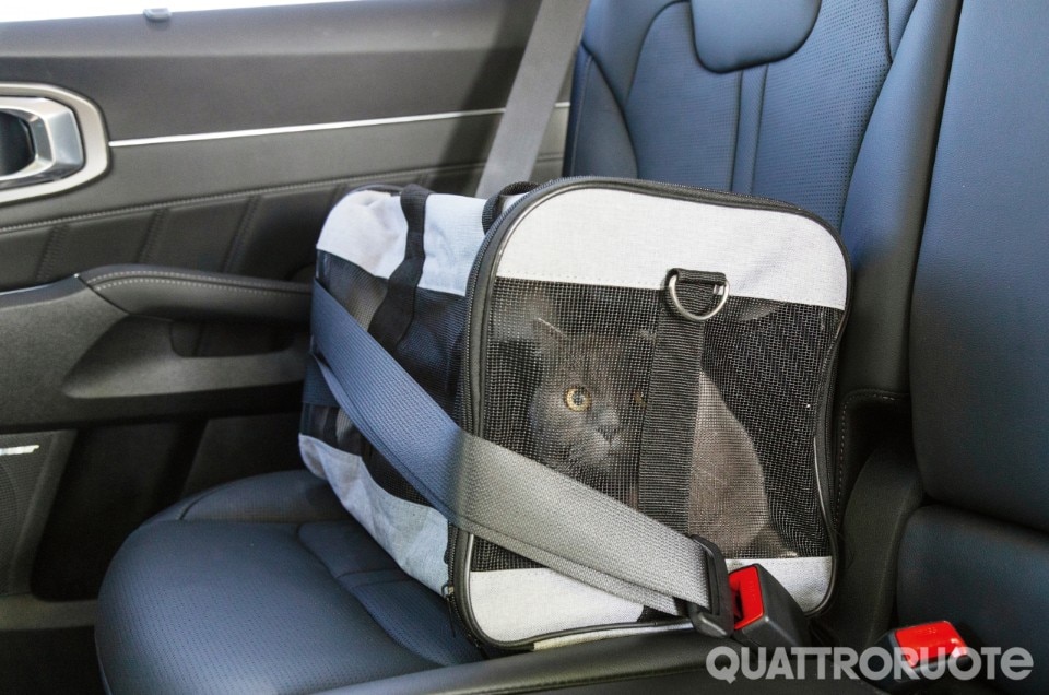 In auto con cani e gatti, ecco come